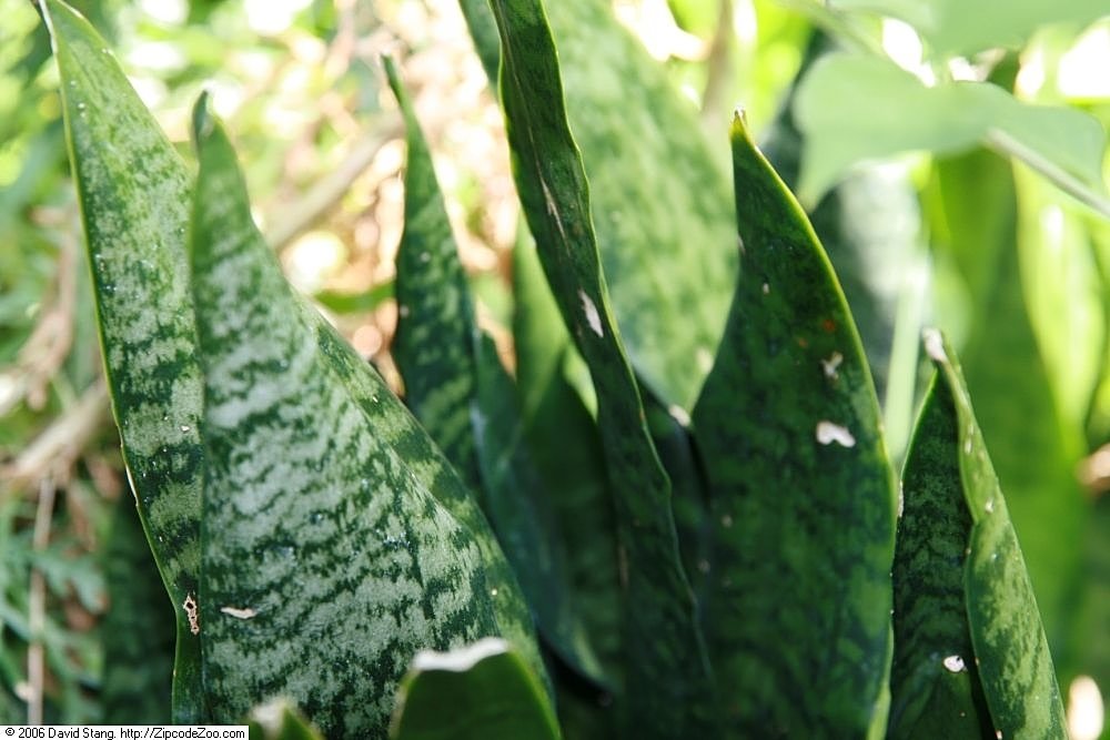 Sansevieria trifasciata, the snake plant