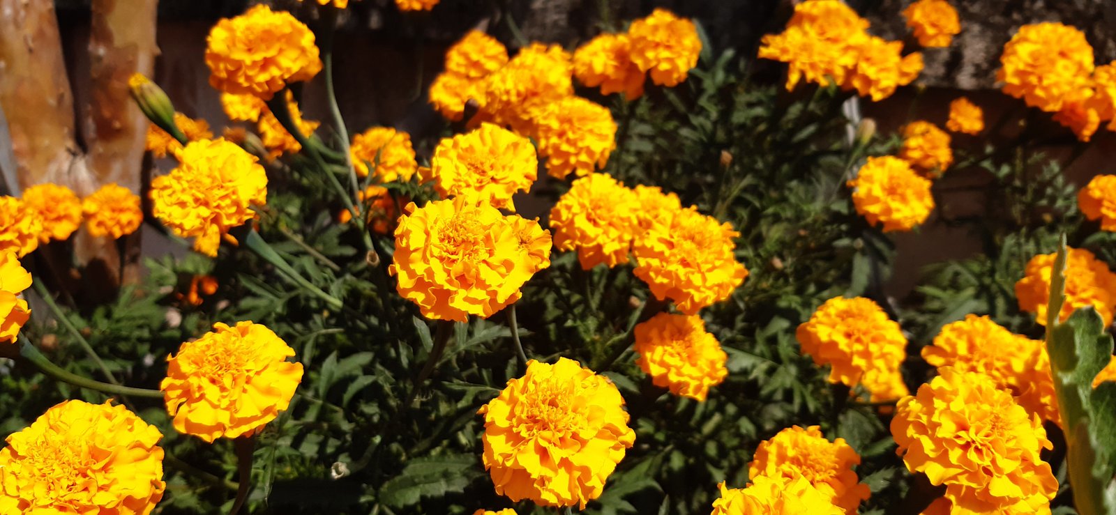 Marigold flowers in bloom