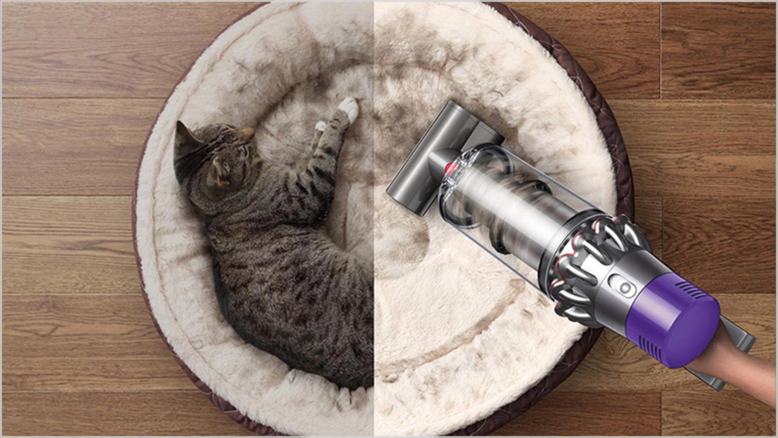 Side-by-side comparison of a Dyson cordless vacuum and a Shark upright vacuum on a carpet with pet hair